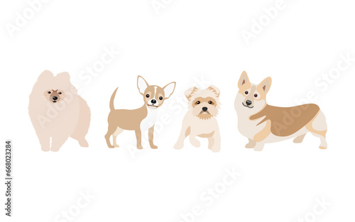 Set of dogs vector. Breed of dogs: pomeranian, chihuahua, yorkshire terrier and corgi. Dog breeding.