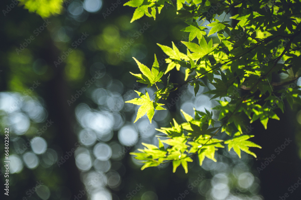 Obraz premium 塔ノ岳登山, 表丹沢, 秦野, 神奈川