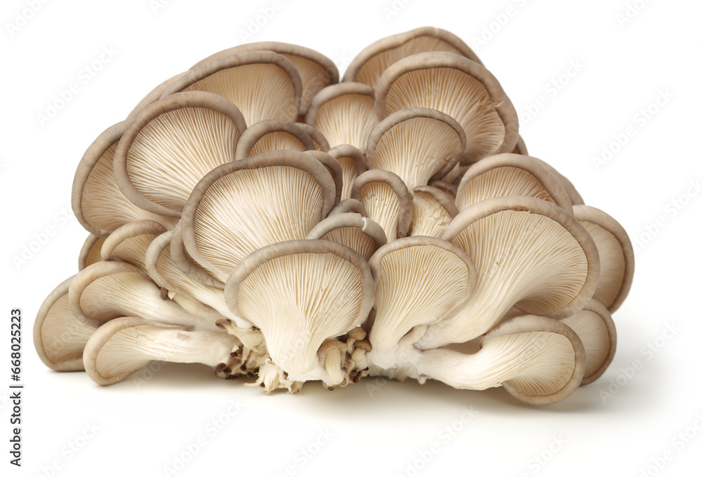 oyster mushroom on white background oyster mushroom on white background