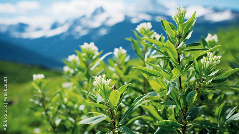 Labrador Tea biotechnology Labrador Tea biotechnology