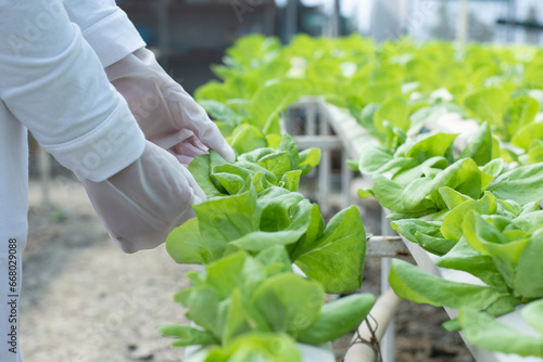 The farm grows healthy, organic, hydroponic lettuce, without soil.