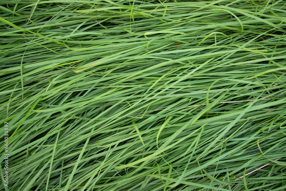 Green long grass pattern texture can be used as a natural background wallpaper