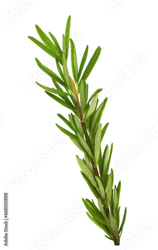 Green sprig of fresh rosemary leaves isolated on white or transparent background photo