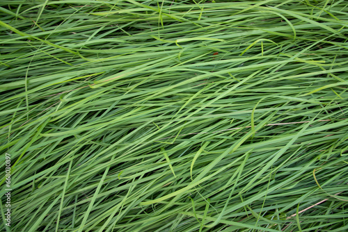 Green long grass pattern texture can be used as a natural background wallpaper