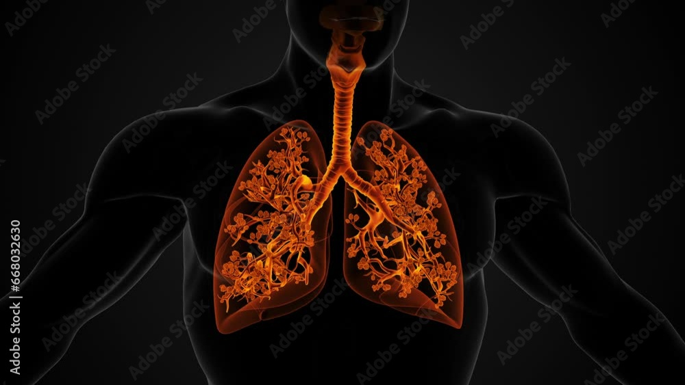 LUNGS STRUCTURE AND FUNCTION RESPIRATORY SYSTEM visual data 6