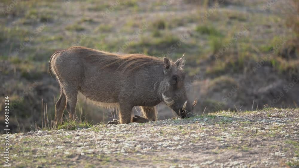 Warthog eating while kneeing in the Mahongo Core Area in the Caprivi Strip. Warthog eating while kneeing in the Mahongo Core Area in the Caprivi Strip.