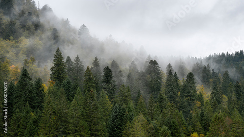 Foto Nuages et brumes dans une forêt de sapins sombre