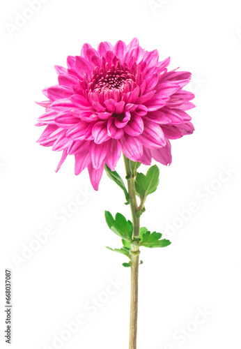 Pink  chrysanthemum flowers isolated on white (selective focus)