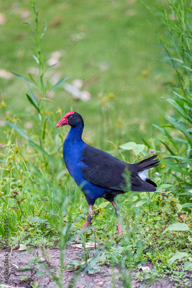 Close-Up of Purple Swamphen walking through Grassland, Queensland, Australia.