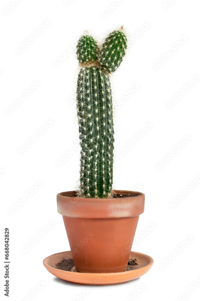 Potted cactus isolated Potted cactus isolated