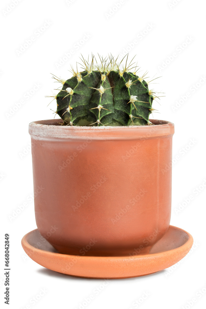 Potted cactus isolated Potted cactus isolated
