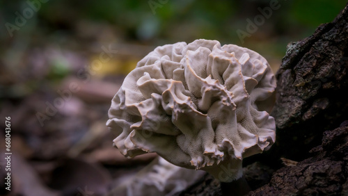 Thelephorales, blooming, at the end of the rainy season, going into winter, born on the ground, or dead, decaying photo