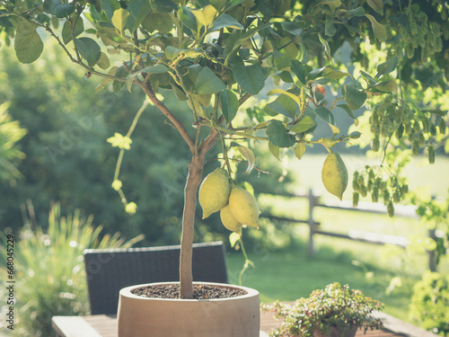 ripe fresh lemons hanging on a lemon tree branch in sunny garden
