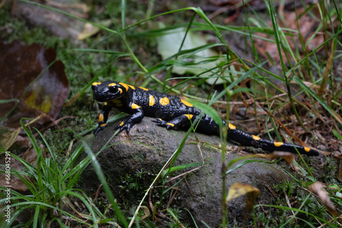 A Fire salamander (Salamandra Salamandra) sitting on a stone. © Pieciuk