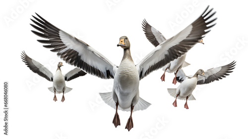 Flock of Geese in V-Formation Isolated on Transparent or White Background, PNG © The