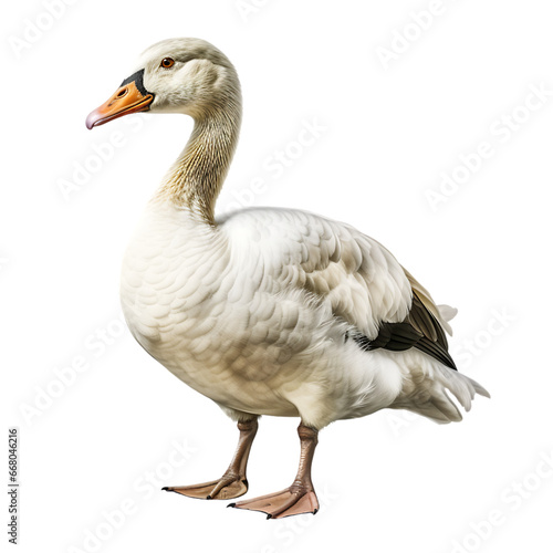 Goose on Transparent Background Isolated on Transparent or White Background, PNG photo