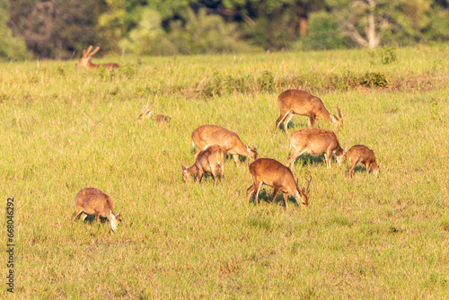 Herds of antelope stand together in the grass at Thung Kramang Animal Sanctuary. Chaiyaphum Province, Thailand photo