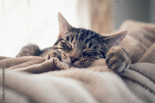 Close up of a sweet tabby cat asleep on a blanket in the daytime photo