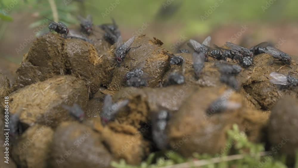 Swarming Flies Over Animal Livestock Feces. Close Up, Macro Swarming Flies Over Animal Livestock Feces. Close Up, Macro