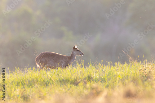 A female gazelle stands in the grass in Thung Kramang Animal Sanctuary. Chaiyaphum Province, Thailand photo