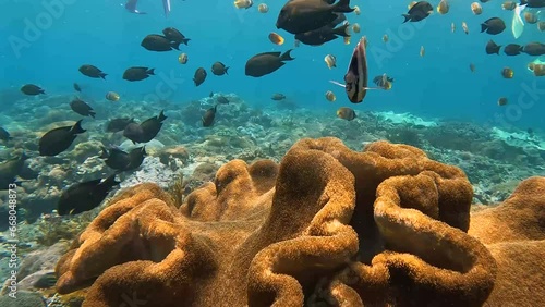 Fish Underwater Coral reef in the ocean sea Nusa Penida Bali Indonesia photo