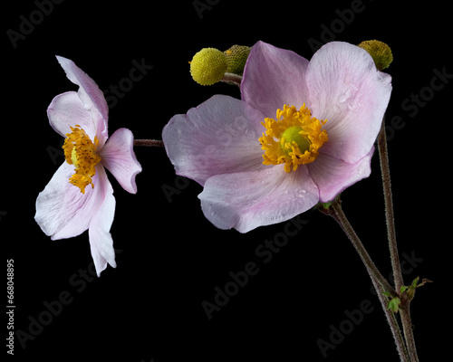 Anemone hupehensis, Herbst-Anemone vor schwarzem Hintergrund, Blumen Art