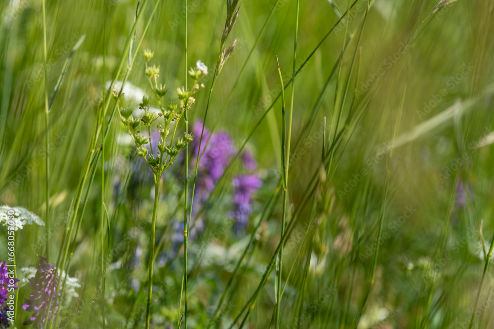 vicia cracca plant with purple flowers in a green field
