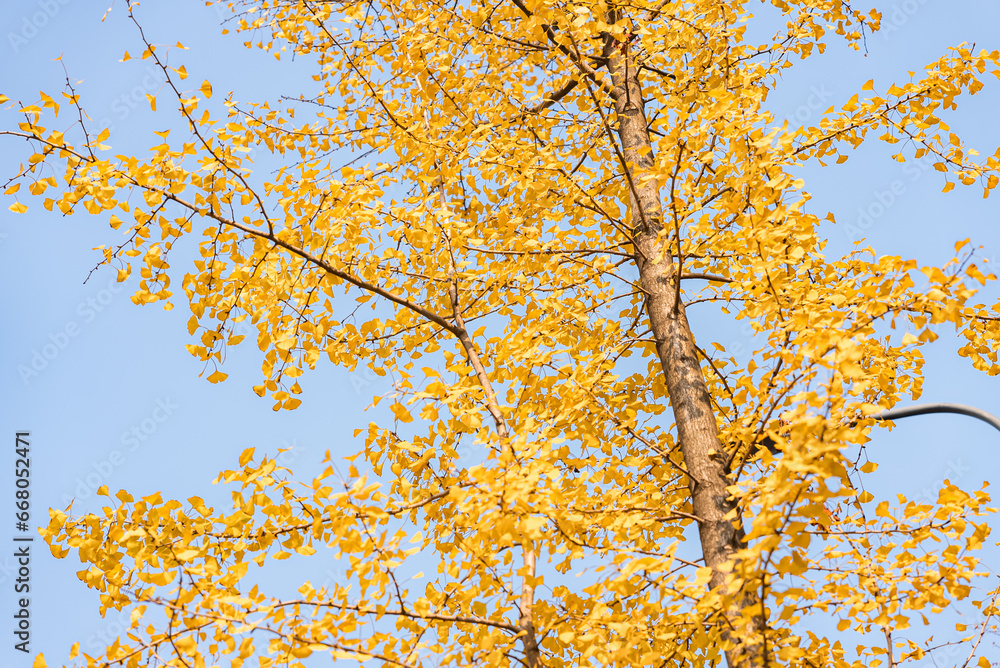 Fototapeta premium Yellow Ginkgo biloba in clear weather in late autumn