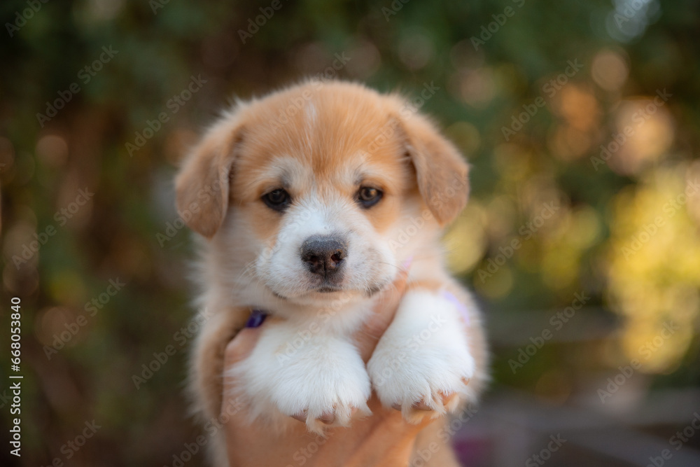 hands holding a very cute welsh corgi puppy on a walk in the summer