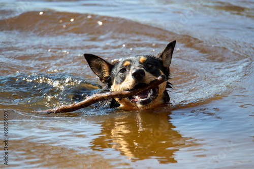 Australian Kelpies at the dam on the farm