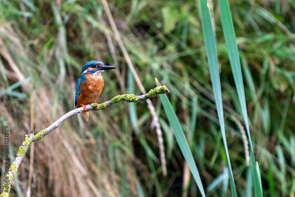 Colorful king fisher bird on a branch of a tree waiting to catch a fish in the Netherlands. Green leaves in the background.