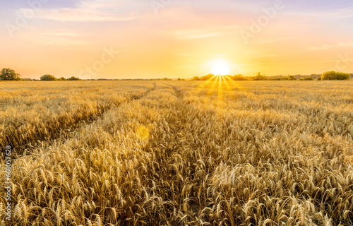scenic evening in golden wheat field with rustic road, amazing cloudy sunset. rural agriculture landscape of nature view © Yaroslav