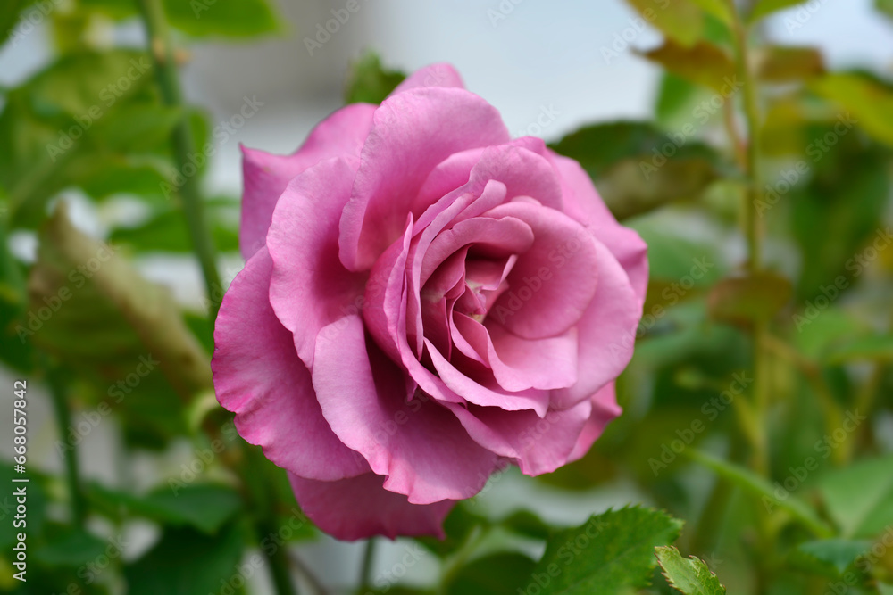 Floribunda rose Shocking Blue flower Floribunda rose Shocking Blue flower