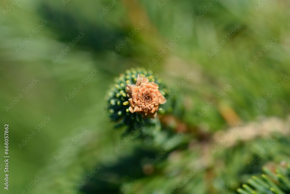 Norway spruce Inversa branch with bud Norway spruce Inversa branch with bud