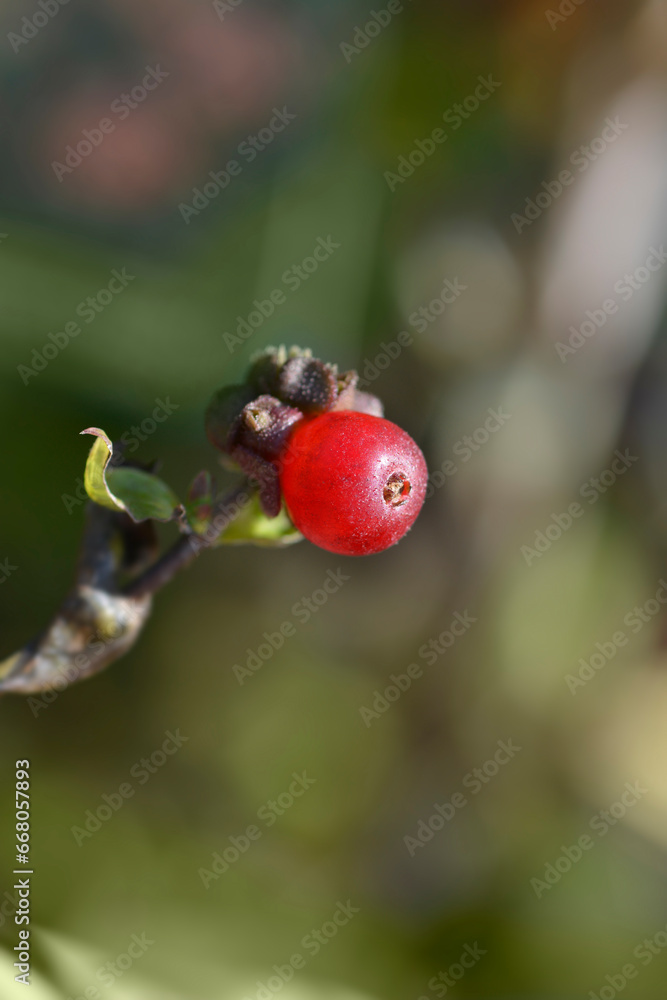 Late Dutch Honeysuckle Serotina fruit Late Dutch Honeysuckle Serotina fruit