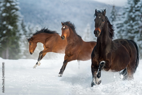 Horses run in snow © kwadrat70