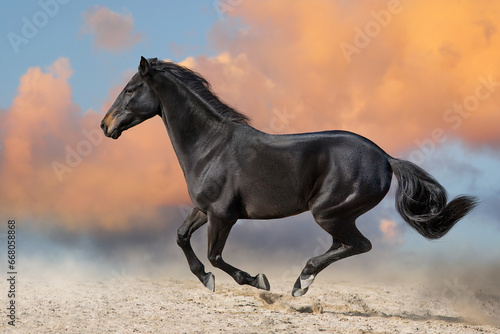 Horse run free