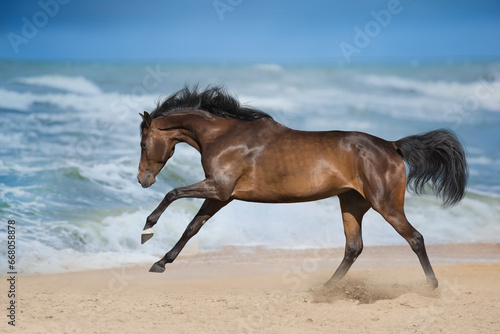 Horse run on sea shore