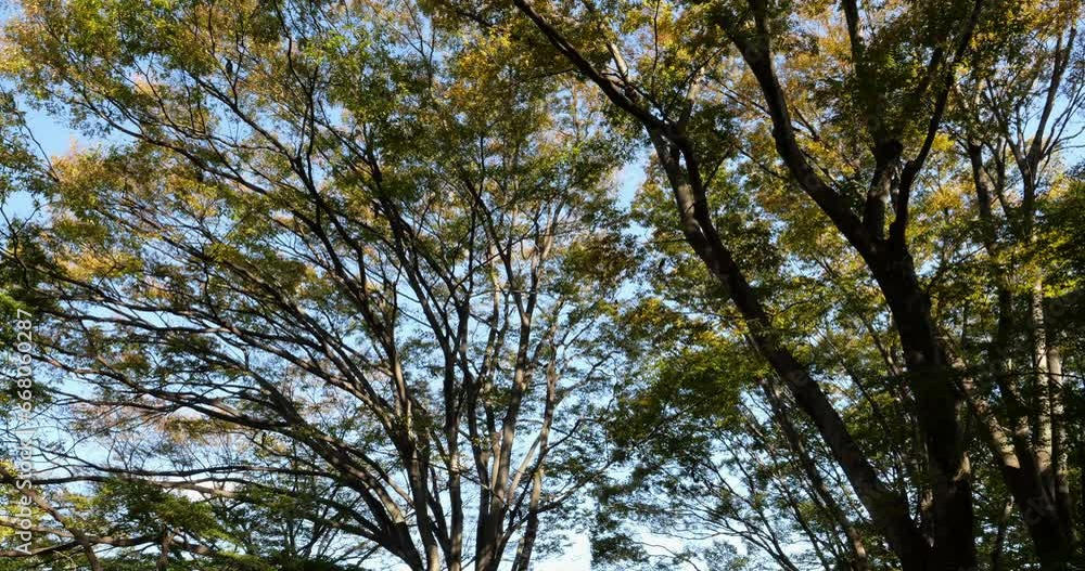 Crows flying above the trees in the forest. Crows flying above the trees in the forest.