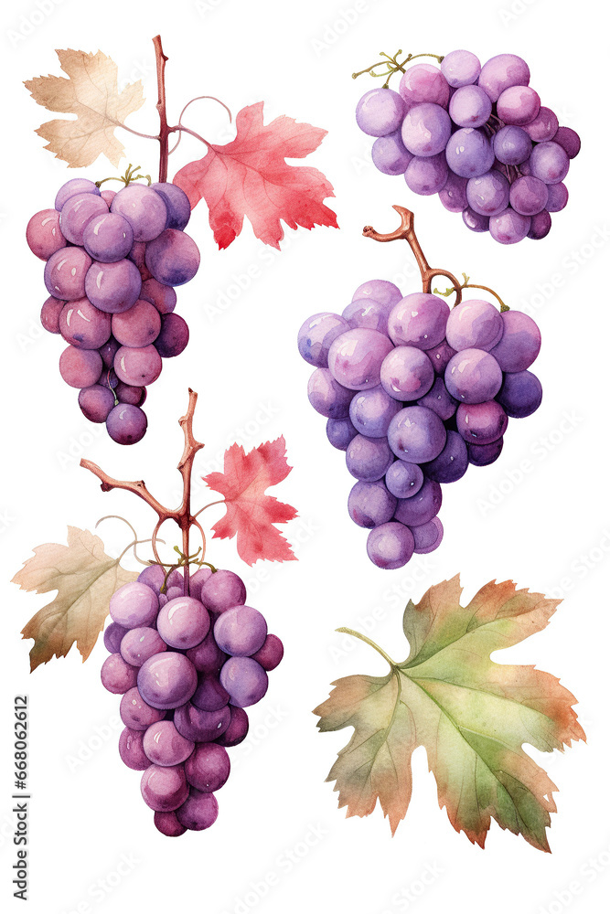 Obraz premium grape watercolor clipart cute isolated on white background