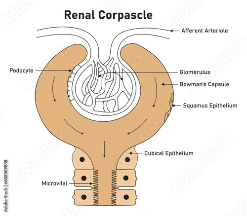 Renal Cropascle Science Design Vector Illustration Diagram photo