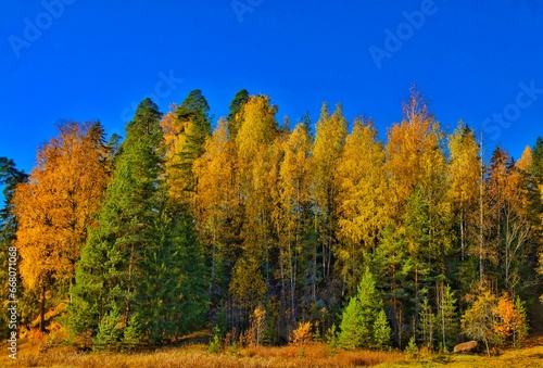 Landscape of autumn forest against a blue sky
