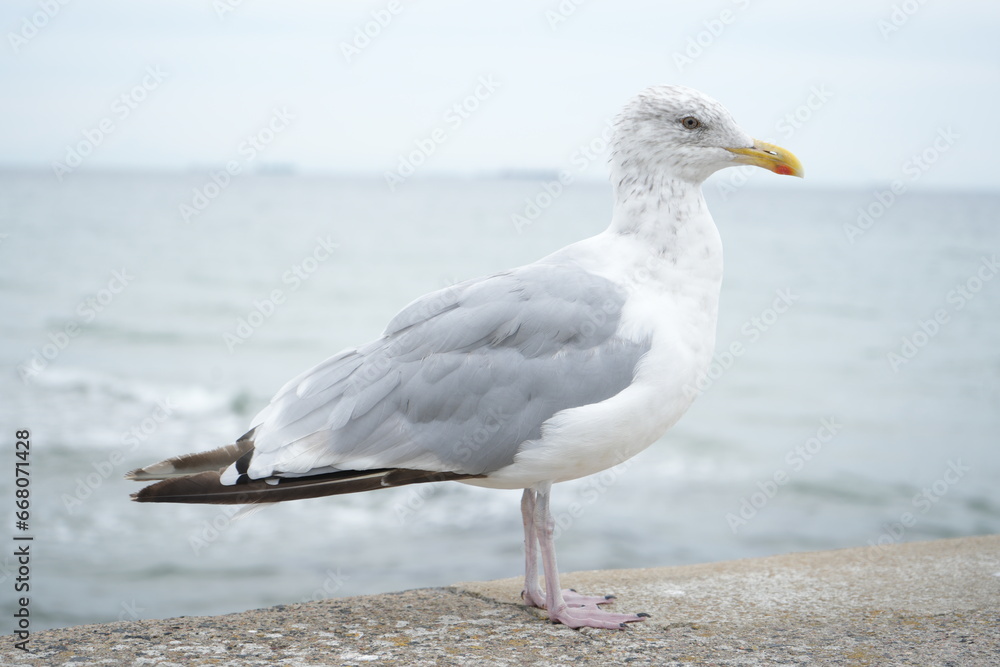 Obraz premium gull on the beach of the Baltic sea