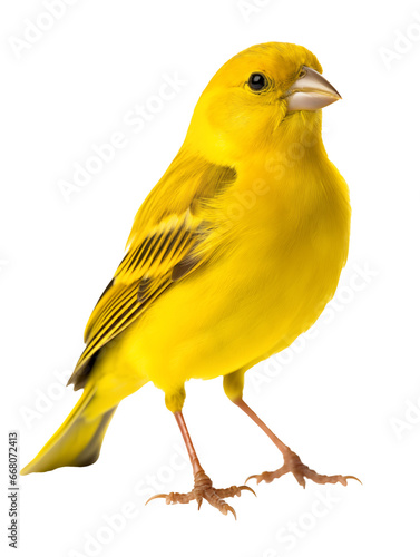Yellow canary, Serinus canorus, in front of a white background © MiroArt