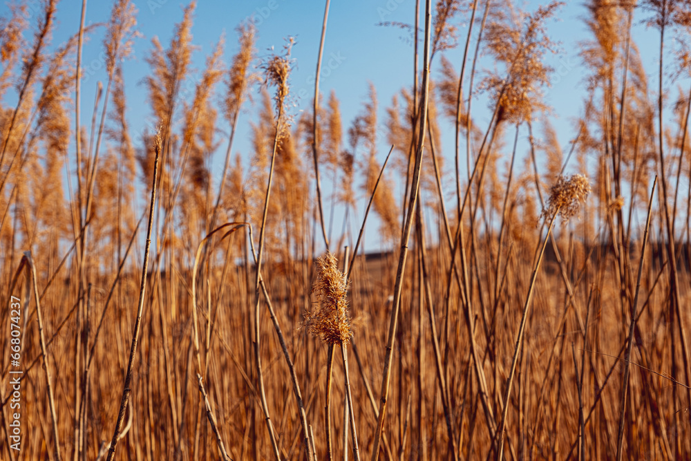 Fototapeta premium dried rush in the wind with blue sky