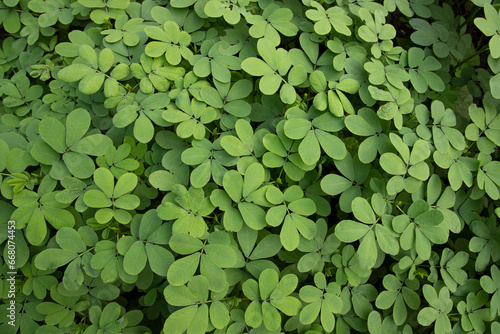 Top View of Green Leaves Texture background