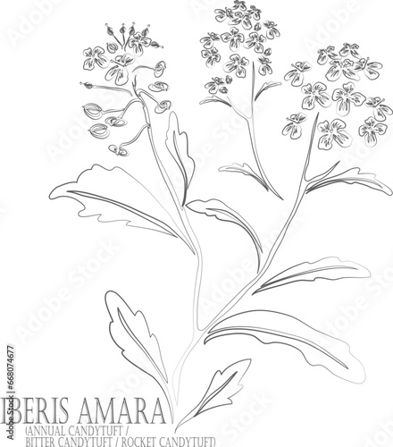 Annual Candytuft, Rocket Candytuft flowers vector contour. Iberis amara outline. Set of Bitter Candytuft plant in Line for pharmaceuticals. Contour drawing of medicinal herbs