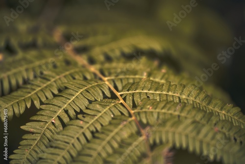 Beautiful Green Fern in the Forest. A Touch of Nature. Natural background.