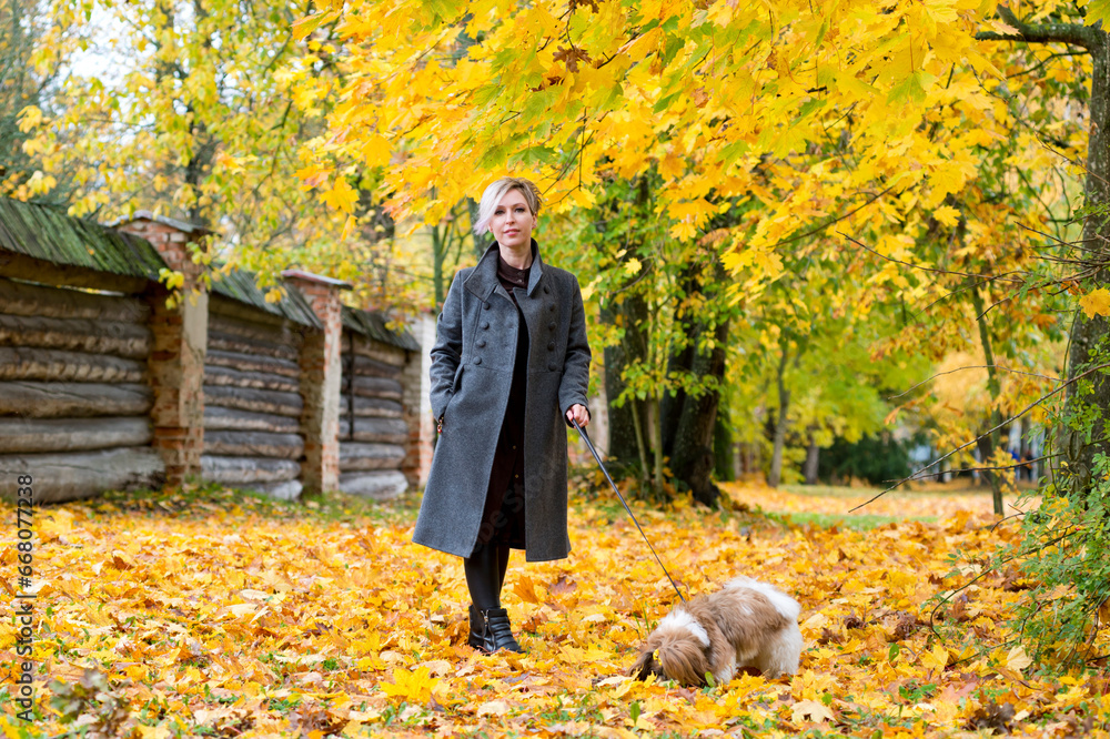 Young woman with favorite dog Shih Tzu walking on yellow maple leaves. Young woman with favorite dog Shih Tzu walking on yellow maple leaves.