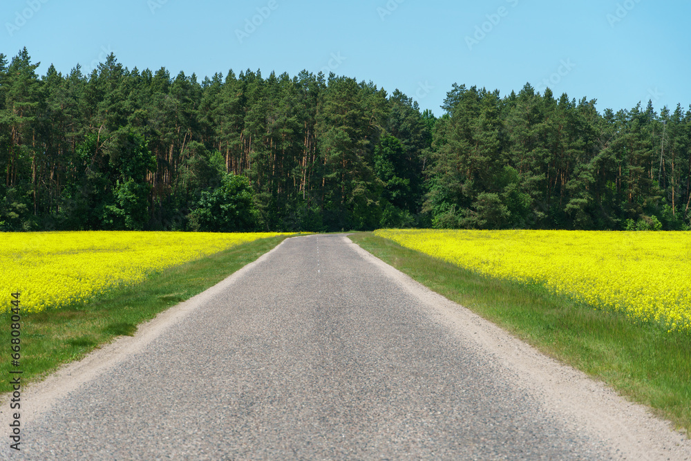 An empty asphalt road passes by a field with flowering rapeseed. Yellow rapeseed fields along the road. A beautiful landscape of blooming fields outside the city.